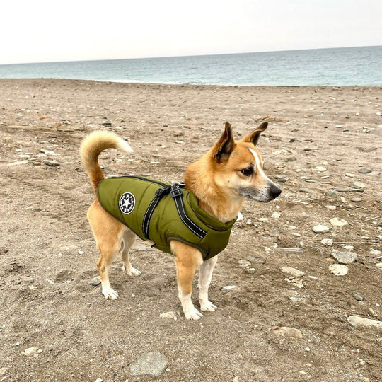 PawShield Winterjas | Hondenjas met harnas