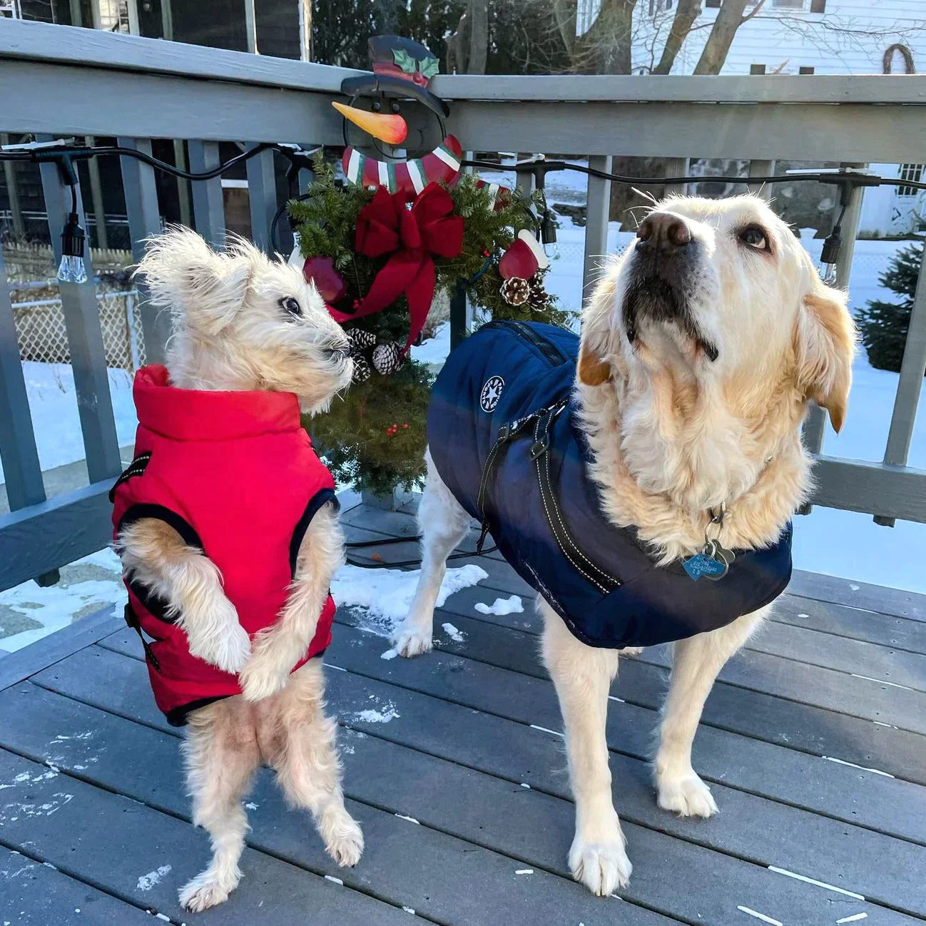 PawShield Winterjas | Hondenjas met harnas